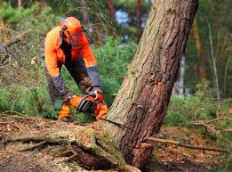 Best Emergency Tree Removal  in Benton, IL